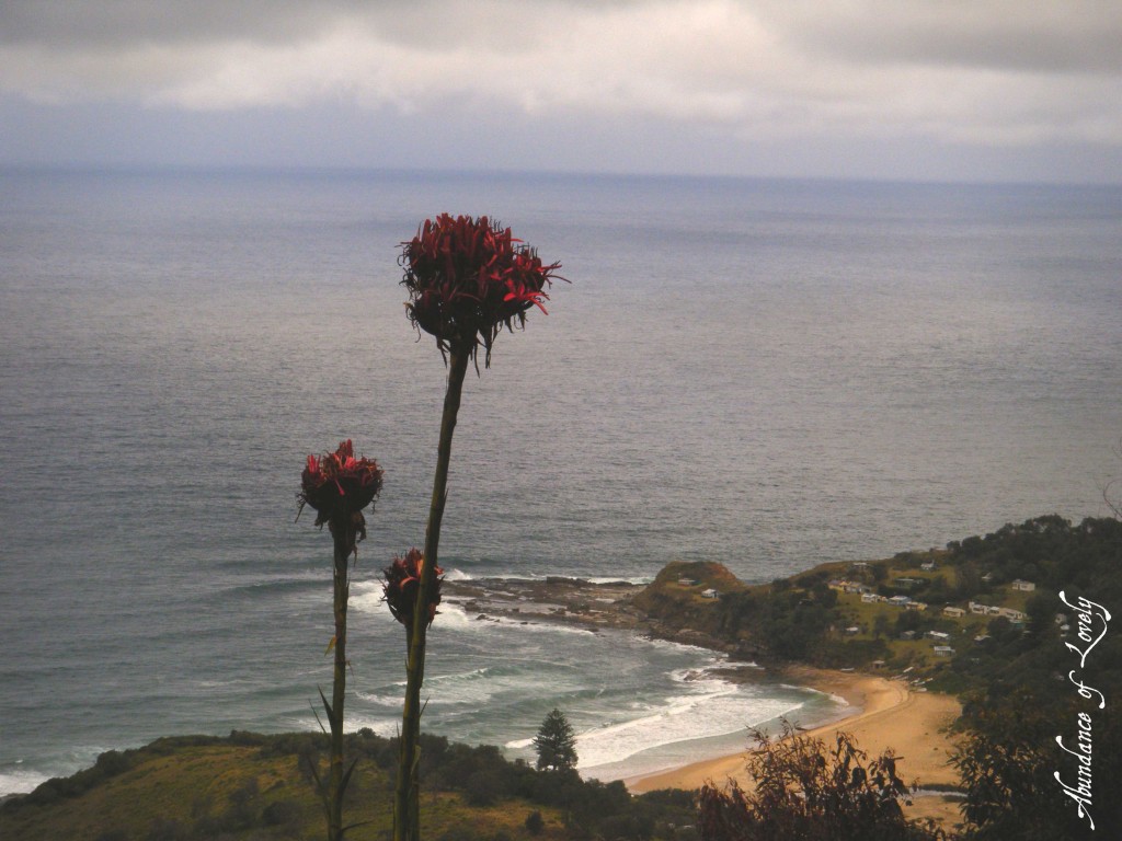 beach, flower, florals, australia, nature, creation, god, scenery, love, australia