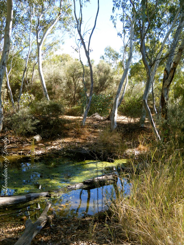 Desert Park: Alice Springs, Northern Territory - Australia