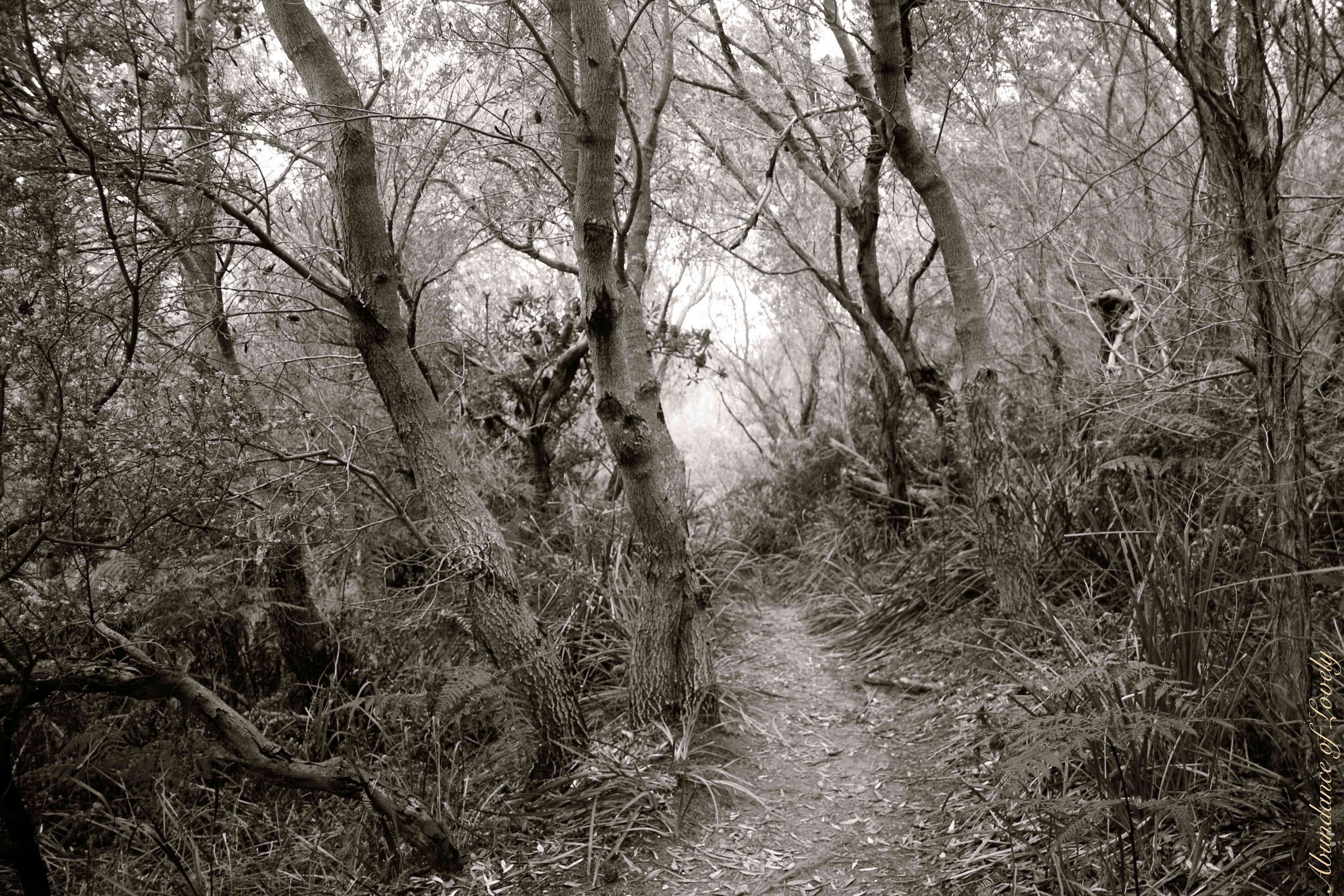 Fairytale Forest, Black and White, Photography, Nature / Abundance of Lovely