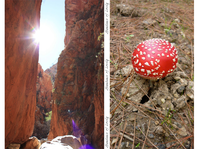 Desert Aisle & Mushroom Fairytale